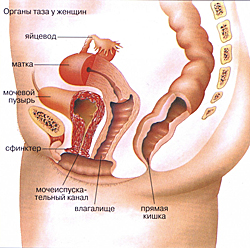 уретра у женщин