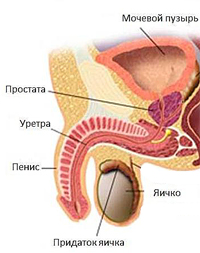 уретра уретра